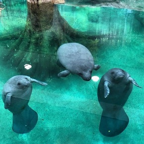 Drei neue Manatees ziehen ins Rehazentrum der Bradenton Gulf Islands ein
