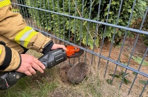 Freiwillige Feuerwehr Alpen: FW Alpen: Igel aus misslicher Lage befreit