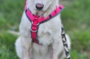 Polizeipräsidium Aalen: POL-AA: Westhausen: Kranker Hund ausgesetzt - Zeugen gesucht