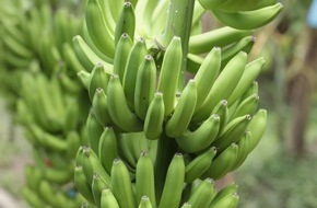 LIDL Schweiz: Lidl Schweiz stellt auf Fairtrade-Bananen um / Sukzessive Umstellung: Ab Anfang November bereits die Hälfte aller Bananen Fairtrade-zertifiziert