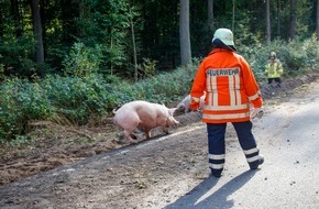 Kreisfeuerwehrverband Lüchow-Dannenberg e.V.: FW Lüchow-Dannenberg: +++Viehtransporter auf Bundesstraße verunfallt+++Feuerwehr fast 12 Stunden im Einsatz+++140 Schweine gerettet+++