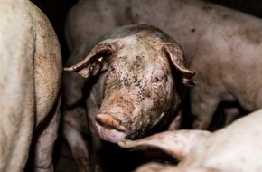 tierretter.de e.V.: Tierquälerei in Zuliefererbetrieben für Westfleisch - Tierrechtsverein veröffentlicht grausames Bildmaterial aus sechs Schweinemastbetrieben 