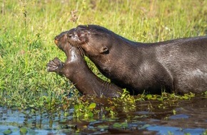 Verband der Zoologischen G&auml;rten (VdZ): Zoos setzen sich f&uuml;r bedrohte Feuchtgebiete ein / Zum Welttag der Feuchtgebiete am 2. Februar zeigen moderne Zoos, wie Artenschutz in Feuchtlebensr&auml;umen funktioniert
