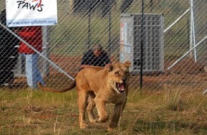 Vier Pfoten - Stiftung für Tierschutz: VIER PFOTEN bringt sieben Löwen aus europäischen Zoos nach Südafrika / Wildtiere bekommen eine bessere Zukunft im Großkatzenreservat LIONSROCK