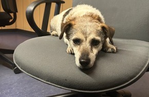 Polizeiinspektion Bingen: POL-PIBIN: Hund aufgefunden - Wer vermisst sein Tier?