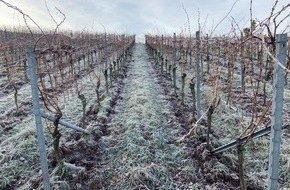 Tourismus Marketing GmbH Baden-Württemberg: Pressemitteilung: Winter im Weinberg