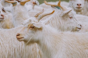 Kaschmirproduzenten betonen Bedeutung des Good Cashmere Standards®
