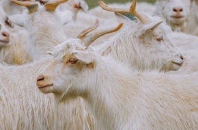 Aid by Trade Foundation: Kaschmirproduzenten betonen Bedeutung des Good Cashmere Standards&reg;