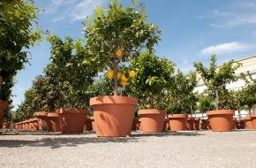 Jumbo-Markt AG: Sizilianischer Pflanzenschmuck auf Schweizer Balkonen