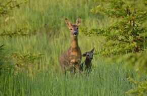 Bayerischer Jagdverband e.V.: Nabu und ÖJV wollen 1,5 Mio. Rehe mehr schießen: Bayerische Jäger wehren sich