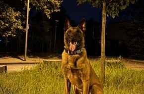 Polizei Duisburg: POL-DU: Duissern: Polizeihund findet mutmaßliche Einbrecher im Gebüsch
