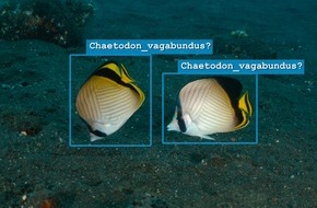 Leibniz-Zentrum f&uuml;r Marine Tropenforschung GmbH: Wie K&uuml;nstliche Intelligenz dem Meer helfen kann: Internationale Studie liefert Leitfaden zur KI-Anwendung