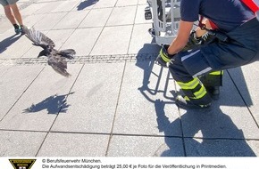 Feuerwehr München: FW-M: Krähe am Stachus gerettet (Lehel)