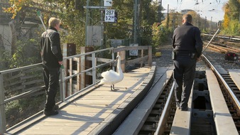 Bundespolizeiinspektion Hamburg: BPOL-HH: Schwan aus dem Gleisbereich gerettet