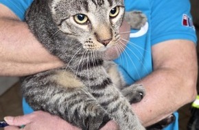 Kreisfeuerwehr Rotenburg (W&uuml;mme): FW-ROW: Katze aus Schornstein befreit