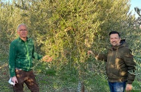 Jordan Olivenöl GmbH: Das nördlichste Olivenöl der Welt (Premiere der ersten Pressung Live bei Köln 25.11.2020)