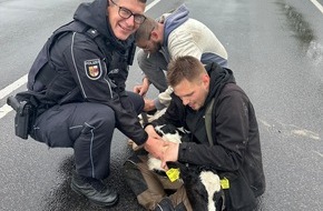 Polizeipr&auml;sidium Neubrandenburg: POL-NB: Bunte Meldung: Polizisten werden zum Kalb-B&auml;ndiger