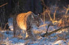 HörPartner GmbH: Mit Pinselohren für gutes Hören in der Region: HörPartner verlängern Tierpatenschaft für Luchse Ludwig und Lunabell im Wildpark Schorfheide