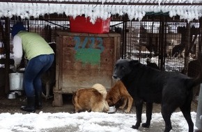 feed a dog: Aktion: Futter statt Böller - jede Futterspende wird verdoppelt