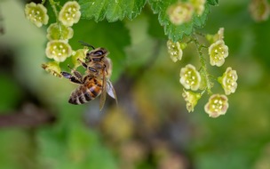 Bund deutscher Baumschulen (BdB) e.V.: Nahrung für die Bienen - nicht nur zum Weltbienentag am 20. Mai / Auf einen guten Pflanzenmix aus Bäumen, Sträuchern, Stauden und Blumen kommt es an