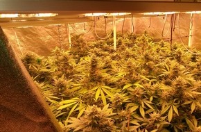 Polizei Bonn: POL-BN: Festnahme wegen illegalen Anbaus von Marihuana in nicht geringen Mengen