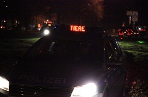 Feuerwehr Essen: FW-E: Erfolgreiche Tierrettung, Rindviech eingefangen Gemeinsame Aktion von Polizisten, Feuerwehrleuten und einem Landwirt