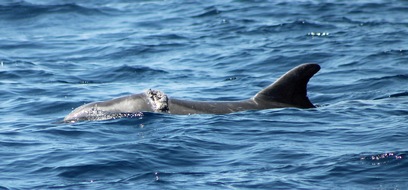 Behinderter Adria-Delfin erneut nahe Zadar gesichtet