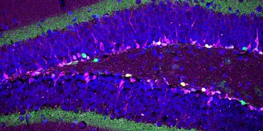 Medizinforschung: Mit Schilddrüsenhormonen gegen Lernschwächen