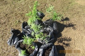 Polizei Rhein-Erft-Kreis: POL-REK: 220923-1: Polizisten stellten Marihuanapflanzen sicher