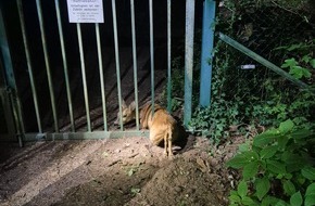 Polizeidirektion Ratzeburg: POL-RZ: Steckte in der Klemme: Einsatzkr&auml;fte befreien Reh aus Metalltor