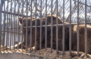VIER PFOTEN - Stiftung für Tierschutz: QUATRE PATTES accueille Dunbar, un ours presque aveugle, dans la FORÊT DES OURS d’Arbesbach