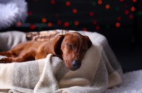 Urlaubsguru GmbH: Presse-Info: So schützen Sie Ihre Haustiere an Silvester