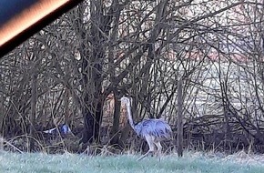 Bundespolizeiinspektion Frankfurt/Main: BPOL-F: Ein tierischer Einsatz - Emu auf Abwegen behindert Bahnverkehr