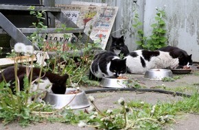 Deutscher Tierschutzbund e.V.: PM - Tierschützer fordern Katzenschutzverordnung für Hamburg