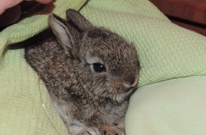 VIER PFOTEN - Stiftung für Tierschutz: Un vrai  lapin n’est assurément pas un cadeau de Pâques !