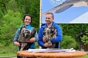 Landesbund für Vogel- und Naturschutz in Bayern (LBV) e. V.: Fünf Jahre Bartgeier-Fieber: "Generl" und "Luisa" bereichern die deutsche Alpenwelt / LBV und Nationalpark Berchtesgaden wildern junge Bartgeier aus / Geier in Felsnische per ...