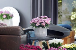 Blumenbüro: Mit Zimmerpflanzen das Zuhause aufblühen lassen / Alle Zeichen auf Sommer mit der Chrysantheme
