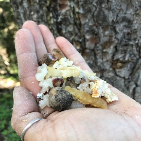 Story-Idee: Verwertbarer Wald - Ein Streifzug durch Bergwälder am Aletschgletscher - Rezepte inklusive!