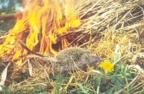 Pro Igel e.V.: Achtung Igel - (Oster-)Feueralarm!