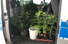 Polizeiinspektion Celle: POL-CE: Landkreis Celle - Cannabispflanzen in Haus und Garten gezüchtet