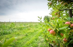 EDEKA ZENTRALE Stiftung & Co. KG: Für die heimische Tier- und Pflanzenwelt: Neue Bio-Äpfel sorgen für mehr Artenvielfalt im EDEKA- und Netto-Regal