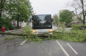 Polizeipräsidium Trier: POL-PPTR: Baum stürzt auf Fahrbahn - niemand verletzt