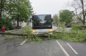 Polizeipräsidium Trier: POL-PPTR: Baum stürzt auf Fahrbahn - niemand verletzt