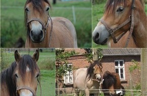 Polizeiinspektion Cuxhaven: POL-CUX: Unbekannte stehlen Ponyhengst - Polizei fahndet nach 3-jährigem Charly (Bildmaterial)