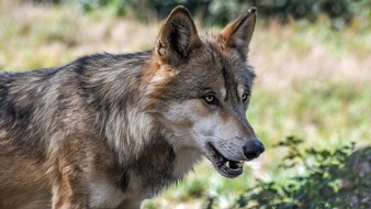 FREIE WÄHLER Niedersachsen: Wolf auf Norderney: FREIE WÄHLER Niedersachsen fordern sofortige Maßnahmen zum Schutz der Bevölkerung