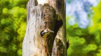 Berner Fachhochschule (BFH): Communiqué de presse : Un pic montre la diversité d’une forêt