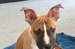 Polizeipr&auml;sidium Mainz: POL-PPMZ: Ausgesetzter Hundewelpe - Zeugen gesucht