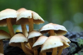 Deutsche Bundesstiftung Umwelt (DBU): DBU: Das „Wood Wide Web“ der Pilze sichern