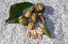 Pflanzenoel.ch AG: Pflanzenoel.ch AG: Edles Baumnussöl aus dem eigenen Garten