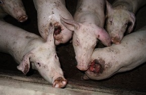 SOKO Tierschutz e.V.: Tierquälerei:Drei Jahre Gefängnis für Gütesiegel-Schweinemäster / Historisches Urteil gegen den rechtsfreien Raum in der Massentierhaltung